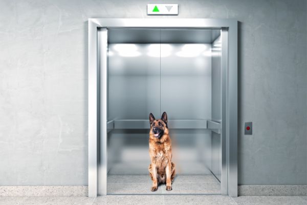 Stati Uniti: un cane rimane fuori dall’ascensore che parte.